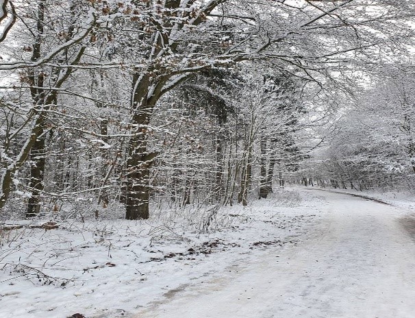 na fotografii widzimy ośnieżoną drogę w parku oraz drzewa pokryte puchem śnieżnym