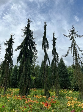 przedstawiają_czerwono-żółte_kwiaty_na_łącei_drzewa_w_Arboretum.png